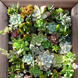 Artificial Succulent Aeonium - HZ34