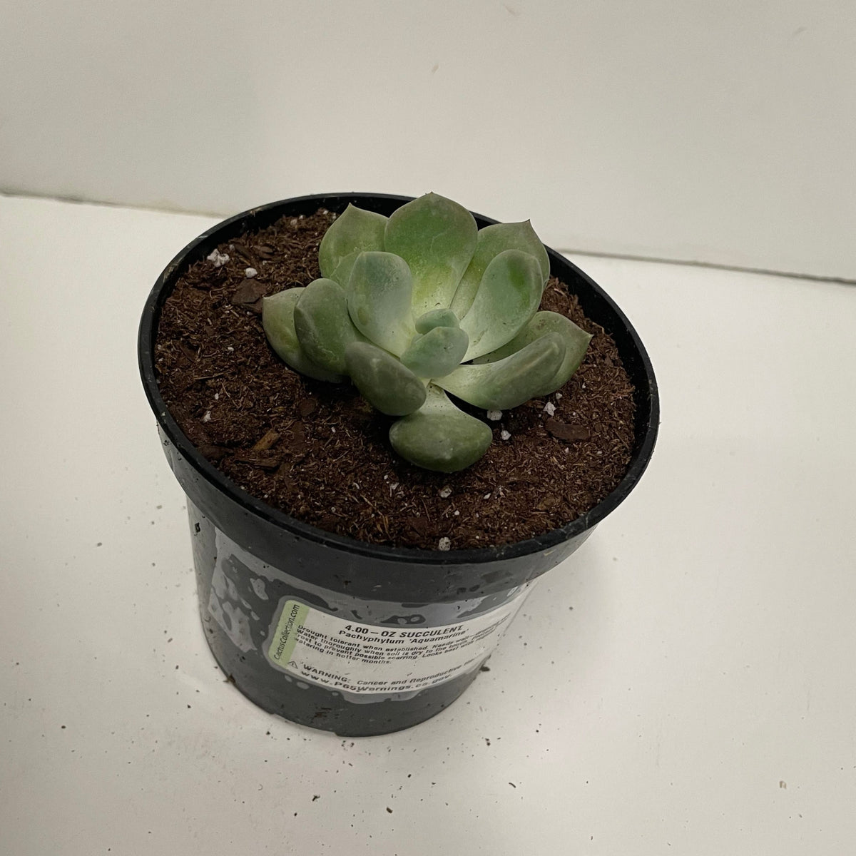 aquamarine succulent Succulent Pachyphytum Aquamarine