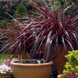 Cordyline Red Star Spike