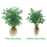 JRM_ Soil Moist Transplant Plus