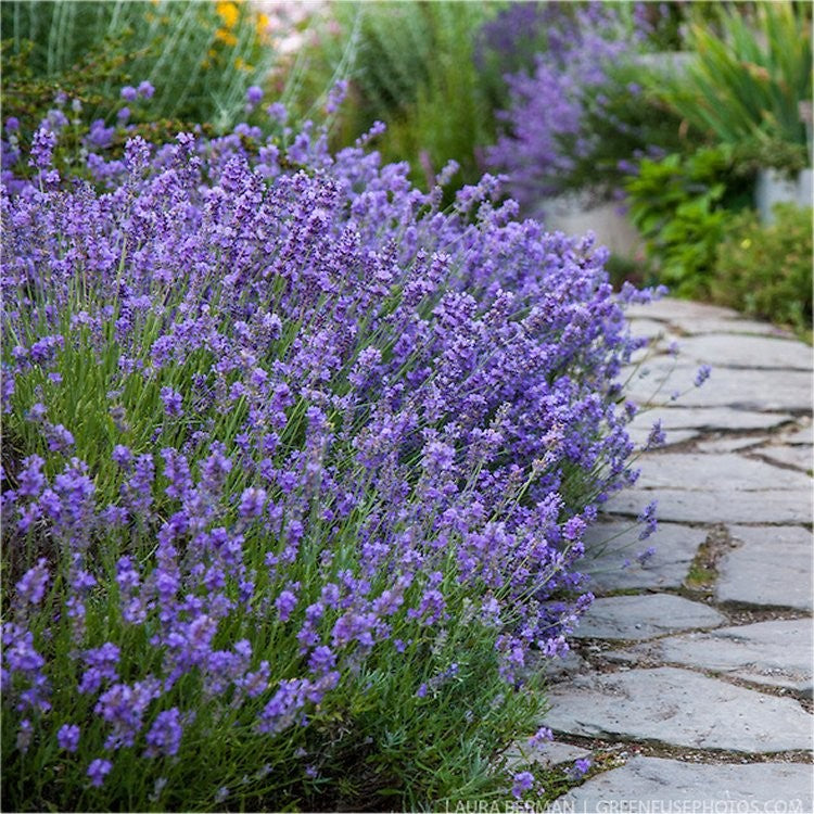 Lavender, Italian (Lavandula angustifolia), Edible Lavender
