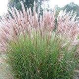 Grass Miscanthus sinensis 'Gracillimus'  (Maiden)