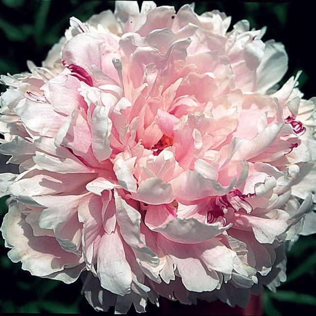 Peony – Wolf and Lamb