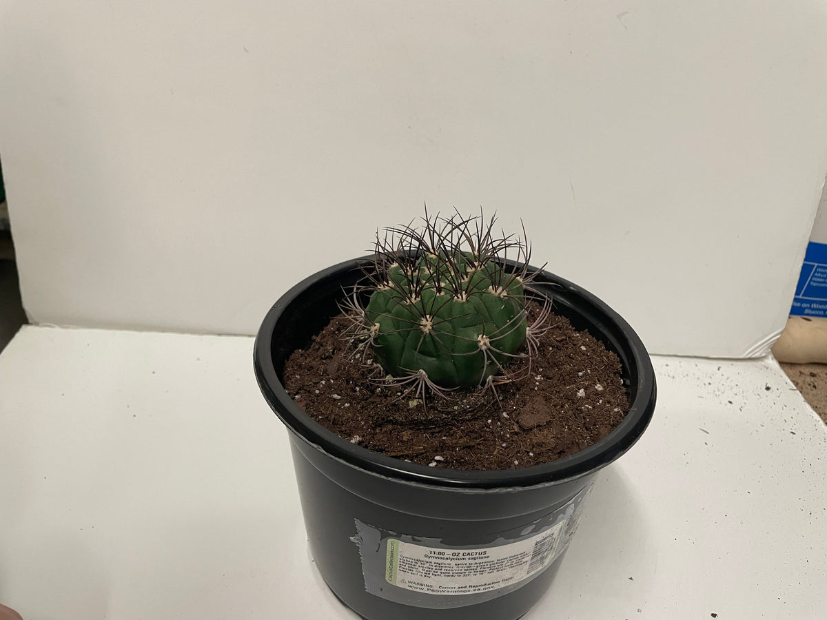 Cactus_Gymnocalycium saglione – Prairie Blossom Nursery