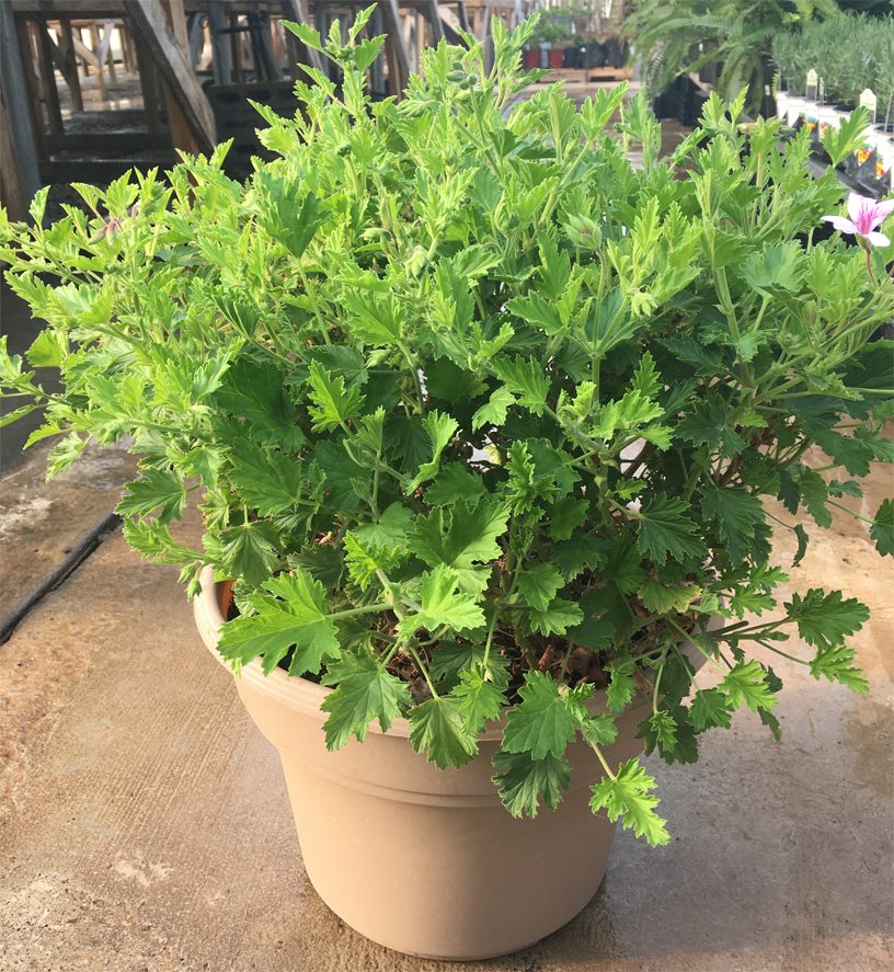 bug repellent potted plants Skeeter Planter (Mosquito Repellent) Various Sizes – Prairie Blossom Nursery