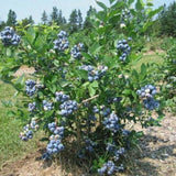 Vaccinium corymbosum 'Bluecrop' Blueberry Bush