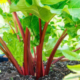 Rhubarb 'Victoria'