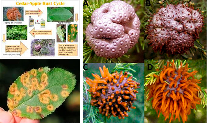 Cedar Apple Rist Cedar-Apple Rust (CAR) β Prairie Blossom Nursery