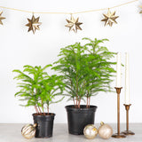 Norfolk Island Pine -  Live Plant