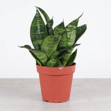 Bird's Nest Snake Plant - Live Plant - Assorted Varieties