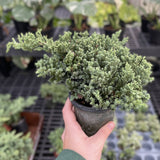 Juniper Plant _ 4.3" pot