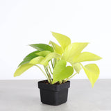 Neon Pothos Plant
