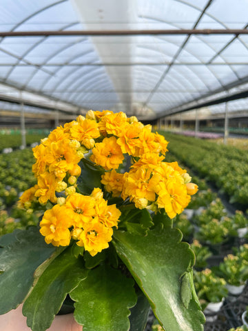 Kalanchoe_Flowering Calandiva - 5" Live Plant - Assorted