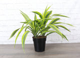 Lemon Lime Dracaena - Live Plant