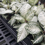 Snow White Zebra Plant