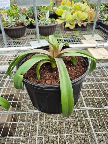 PBN Mangave Succulent