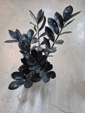 ZZ Plant_Zamioculcas zamiifolia 'Raven'