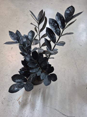 ZZ Plant_Zamioculcas zamiifolia 'Raven'