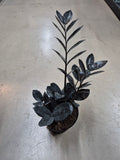 ZZ Plant_Zamioculcas zamiifolia 'Raven'