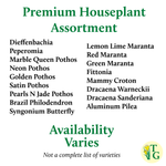 Grower's Choice_Houseplant Assortment