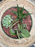 Designer Succulent Pot 6.5inch