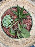 Designer Succulent Pot 6.5inch