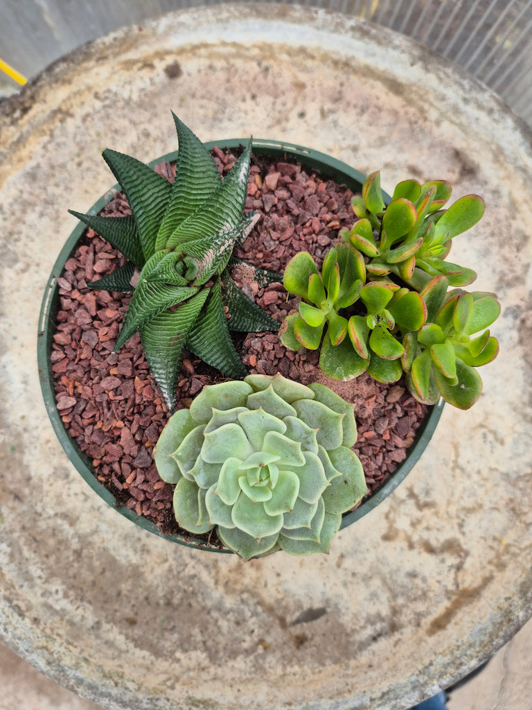 succulent designer Designer Succulent Pot 6.5inch – Prairie Blossom Nursery