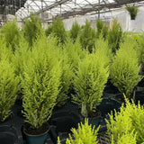 Lemon Cypress Tree - Live Plant