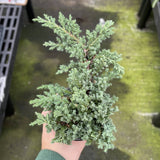 Juniper Plant _ 4.3" pot
