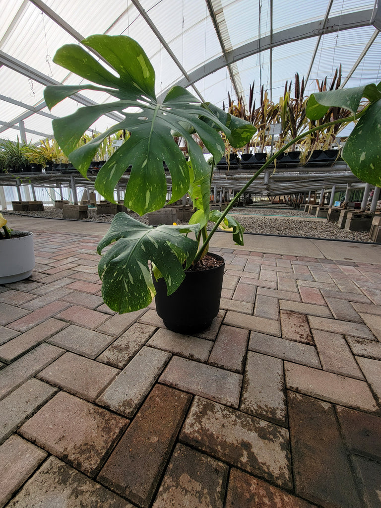 constellation plant pot Houseplant Designer Pot