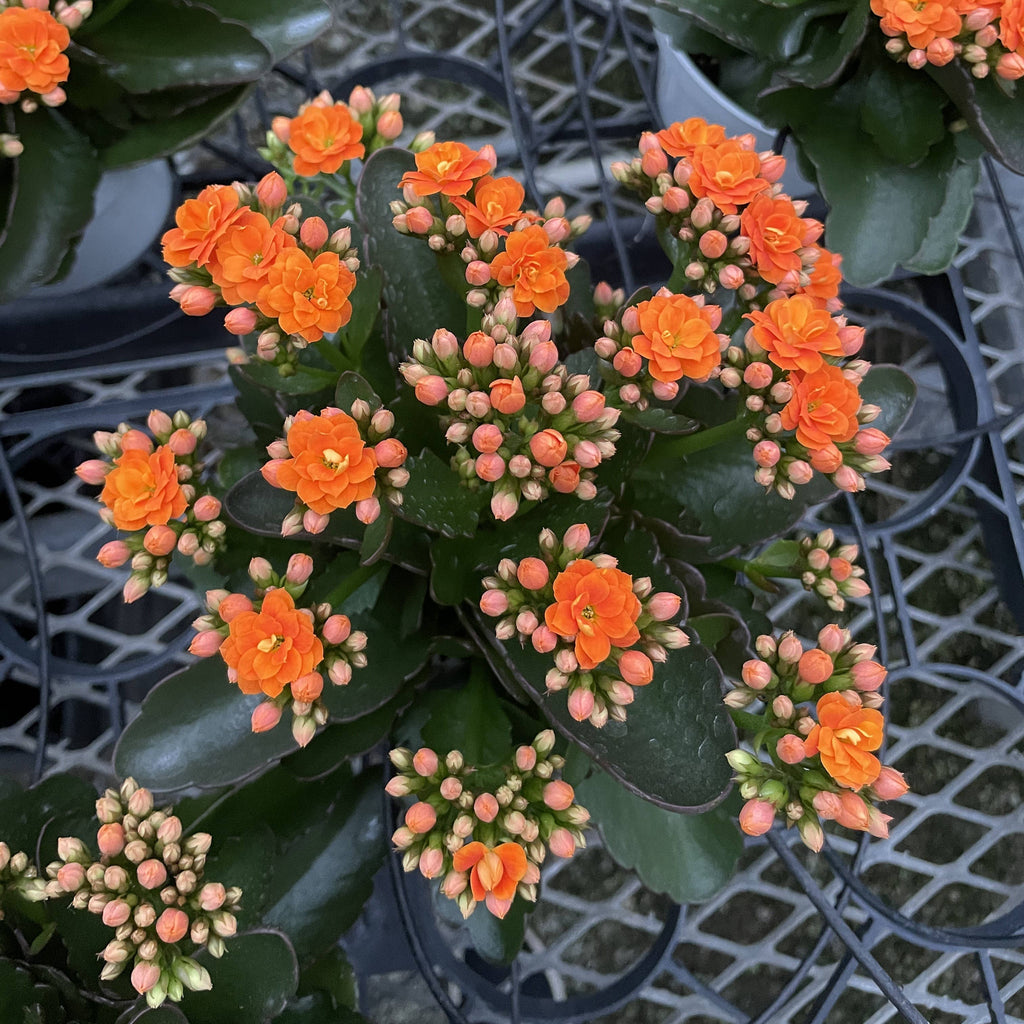 calandiva indoor plant Kalanchoe_Flowering Calandiva - 5" Live Plant