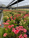 Kalanchoe_Flowering Calandiva - 5" Live Plant - Assorted