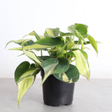 Silver Stripe Philodendron