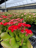 Kalanchoe_Flowering Calandiva - 5" Live Plant - Assorted