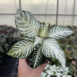 Snow White Zebra Plant