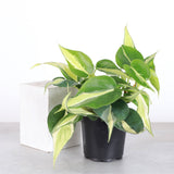 Silver Stripe Philodendron
