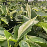 Silver Stripe Philodendron