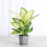 Low Light Houseplant Assortment