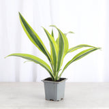 Lemon Lime Dracaena - Live Plant