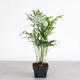 Low Light Houseplant Assortment