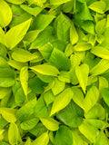 Neon Pothos Plant