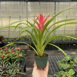 Bromeliad Guzmania - Assorted