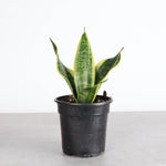 Snake 'Laurentii', Variegated Snake Plant