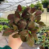 Red Fittonia Nerve Plant - Live Plant
