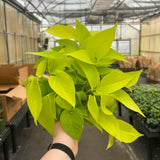 Neon Pothos Plant