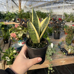 Snake 'Laurentii', Variegated Snake Plant