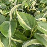 Silver Stripe Philodendron