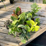Grower's Choice_Houseplant Assortment