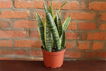 Snake 'Laurentii', Variegated Snake Plant