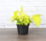 Neon Pothos Plant